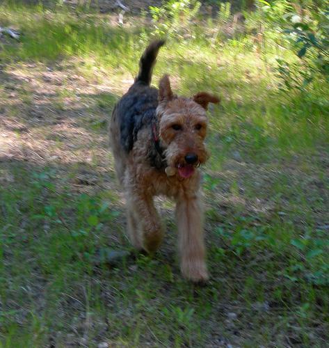 https://images.dog.ceo/breeds/airedale/n02096051_9388.jpg