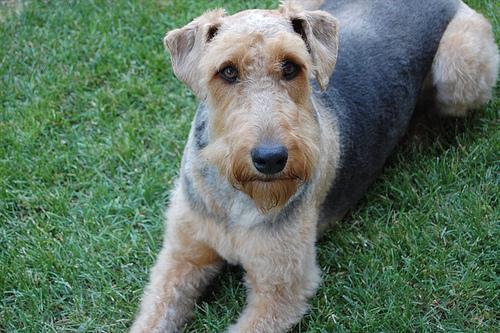 https://images.dog.ceo/breeds/airedale/n02096051_9391.jpg