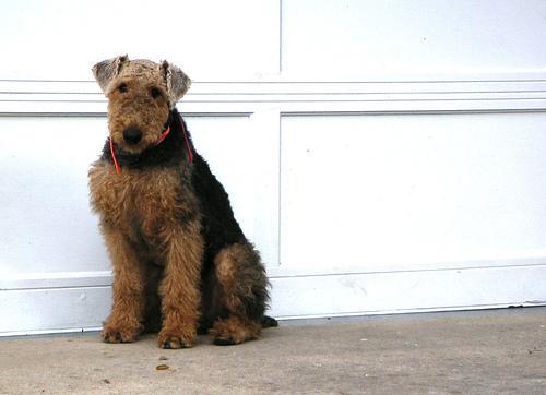 https://images.dog.ceo/breeds/airedale/n02096051_9427.jpg