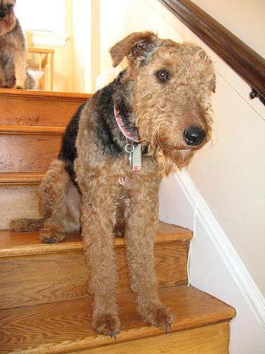 https://images.dog.ceo/breeds/airedale/n02096051_9440.jpg