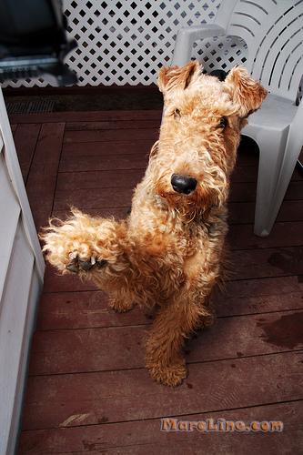 https://images.dog.ceo/breeds/airedale/n02096051_950.jpg