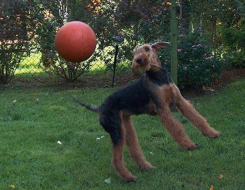 https://images.dog.ceo/breeds/airedale/n02096051_9581.jpg