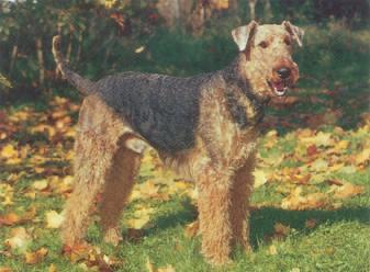 https://images.dog.ceo/breeds/airedale/n02096051_9617.jpg