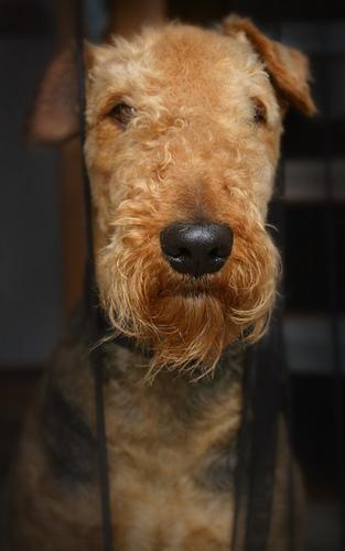 https://images.dog.ceo/breeds/airedale/n02096051_982.jpg