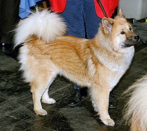 https://images.dog.ceo/breeds/akita/512px-Ainu-Dog.jpg