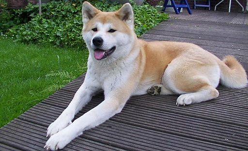 https://images.dog.ceo/breeds/akita/512px-Akita_inu.jpg