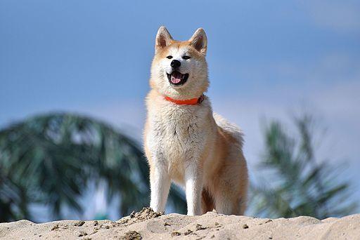 https://images.dog.ceo/breeds/akita/Akita_Inu_dog.jpg