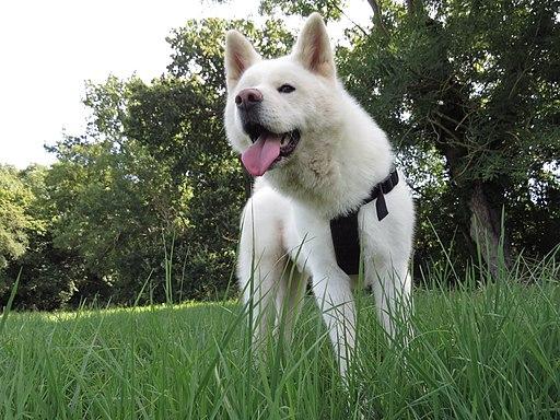 https://images.dog.ceo/breeds/akita/Akita_inu_blanc.jpg