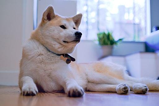 https://images.dog.ceo/breeds/akita/An_Akita_Inu_resting.jpg