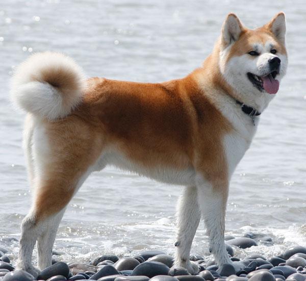 https://images.dog.ceo/breeds/akita/Japaneseakita.jpg