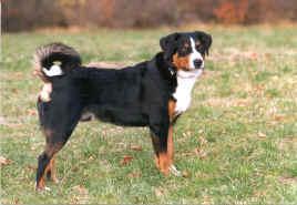 https://images.dog.ceo/breeds/appenzeller/n02107908_1235.jpg