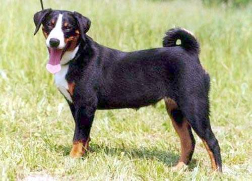 https://images.dog.ceo/breeds/appenzeller/n02107908_1855.jpg