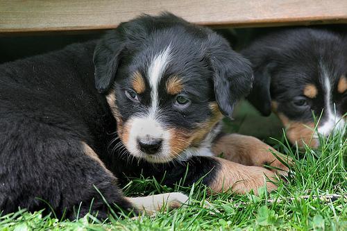 https://images.dog.ceo/breeds/appenzeller/n02107908_2294.jpg