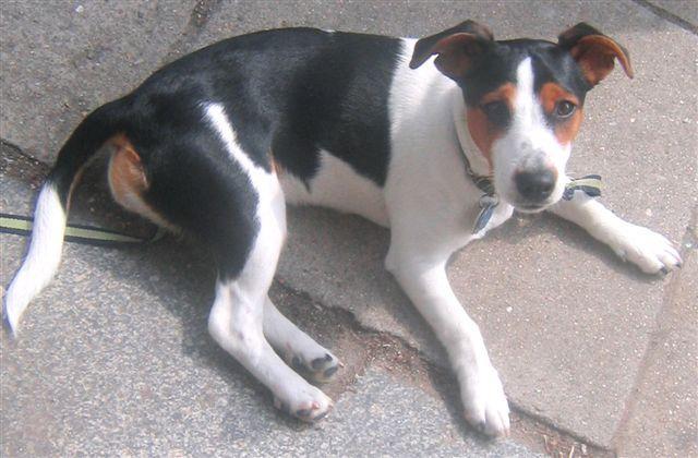 https://images.dog.ceo/breeds/appenzeller/n02107908_2340.jpg