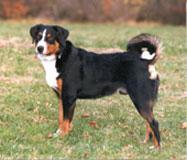 https://images.dog.ceo/breeds/appenzeller/n02107908_2365.jpg