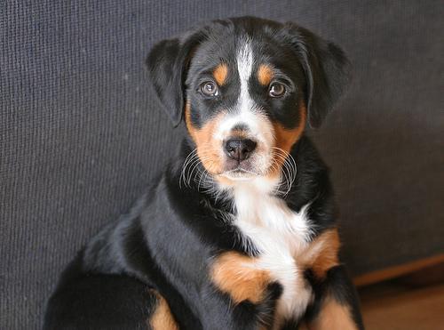 https://images.dog.ceo/breeds/appenzeller/n02107908_2382.jpg