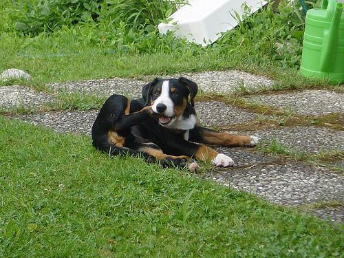 https://images.dog.ceo/breeds/appenzeller/n02107908_2534.jpg