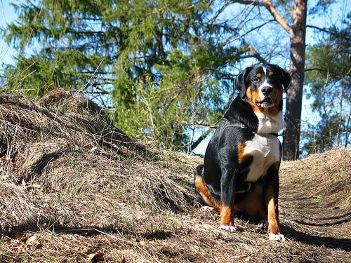 https://images.dog.ceo/breeds/appenzeller/n02107908_2555.jpg