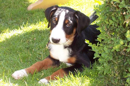 https://images.dog.ceo/breeds/appenzeller/n02107908_2809.jpg