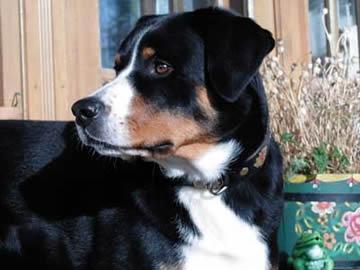 https://images.dog.ceo/breeds/appenzeller/n02107908_2858.jpg