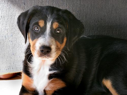 https://images.dog.ceo/breeds/appenzeller/n02107908_3105.jpg