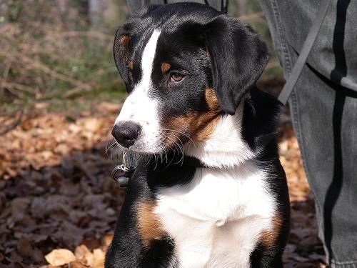 https://images.dog.ceo/breeds/appenzeller/n02107908_314.jpg