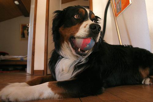 https://images.dog.ceo/breeds/appenzeller/n02107908_3188.jpg