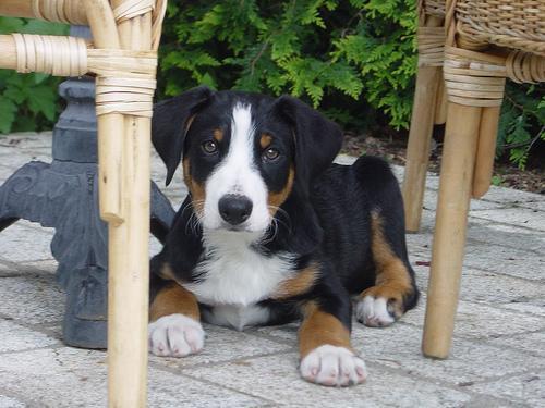 https://images.dog.ceo/breeds/appenzeller/n02107908_3190.jpg