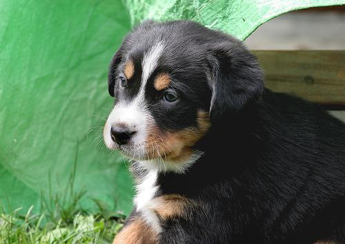 https://images.dog.ceo/breeds/appenzeller/n02107908_3531.jpg