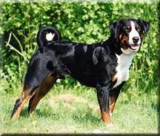 https://images.dog.ceo/breeds/appenzeller/n02107908_3720.jpg