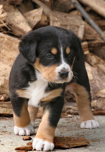 https://images.dog.ceo/breeds/appenzeller/n02107908_3926.jpg