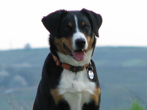 https://images.dog.ceo/breeds/appenzeller/n02107908_396.jpg