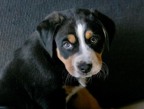 https://images.dog.ceo/breeds/appenzeller/n02107908_4079.jpg