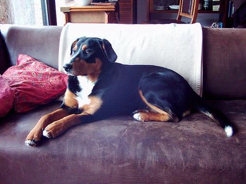 https://images.dog.ceo/breeds/appenzeller/n02107908_4142.jpg