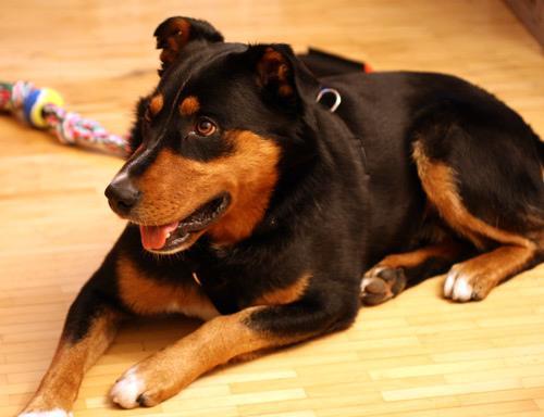 https://images.dog.ceo/breeds/appenzeller/n02107908_4159.jpg