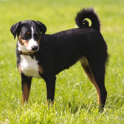 https://images.dog.ceo/breeds/appenzeller/n02107908_4190.jpg