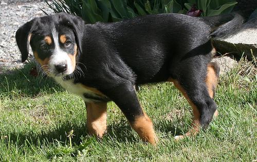 https://images.dog.ceo/breeds/appenzeller/n02107908_4704.jpg