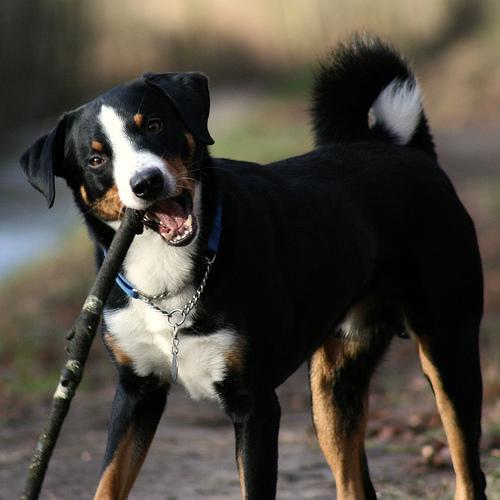 https://images.dog.ceo/breeds/appenzeller/n02107908_4816.jpg