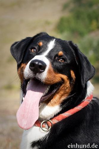 https://images.dog.ceo/breeds/appenzeller/n02107908_4964.jpg