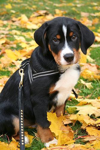 https://images.dog.ceo/breeds/appenzeller/n02107908_5254.jpg