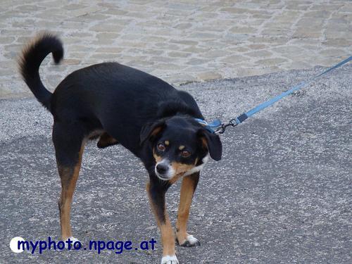 https://images.dog.ceo/breeds/appenzeller/n02107908_5371.jpg