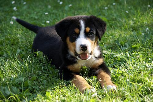 https://images.dog.ceo/breeds/appenzeller/n02107908_5378.jpg