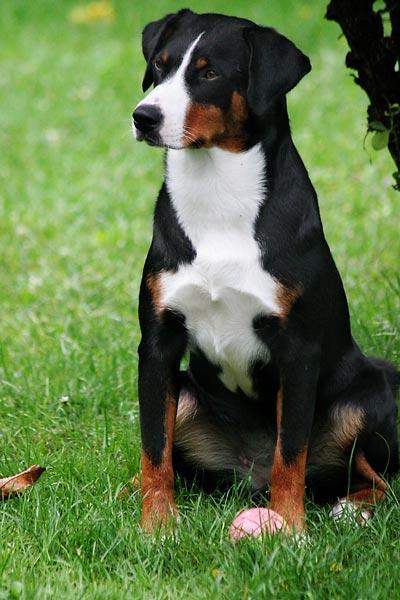 https://images.dog.ceo/breeds/appenzeller/n02107908_599.jpg