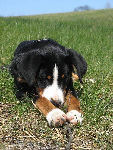 https://images.dog.ceo/breeds/appenzeller/n02107908_6045.jpg