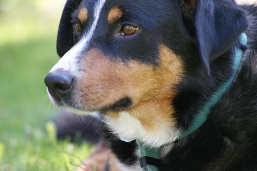 https://images.dog.ceo/breeds/appenzeller/n02107908_6093.jpg