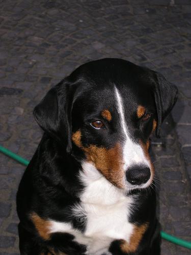 https://images.dog.ceo/breeds/appenzeller/n02107908_6567.jpg