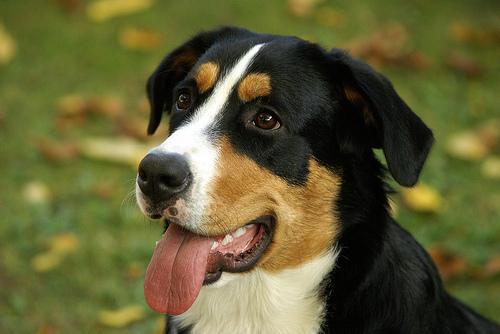 https://images.dog.ceo/breeds/appenzeller/n02107908_6751.jpg