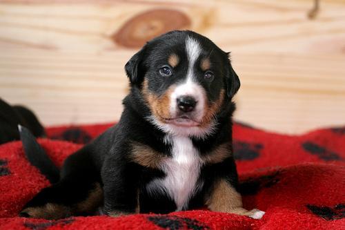 https://images.dog.ceo/breeds/appenzeller/n02107908_691.jpg