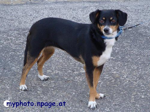 https://images.dog.ceo/breeds/appenzeller/n02107908_7236.jpg