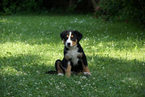 https://images.dog.ceo/breeds/appenzeller/n02107908_7259.jpg